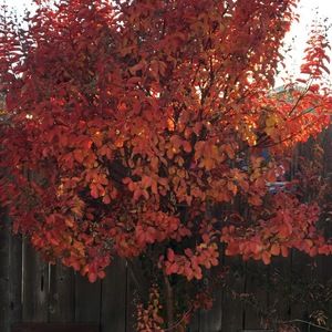 Meet your Posher, Lynai